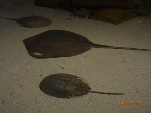 petting-pool-with-stingrays-and-horseshoe-crabs-las-vegas-united-states+1152_13622885814-tpfil02aw-22979